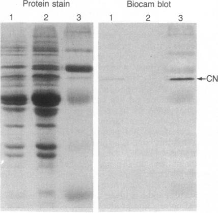 graphic file with name pnas00362-0122-g.jpg