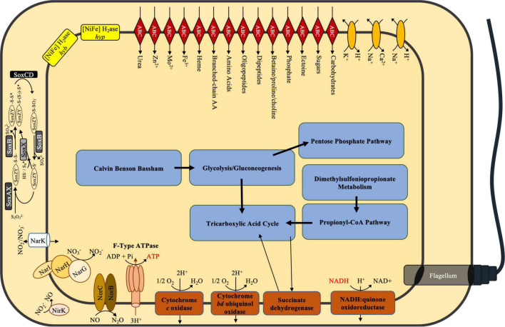 FIGURE 1