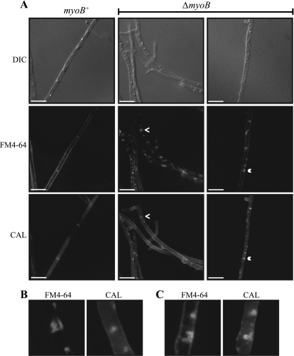 Fig. 8.