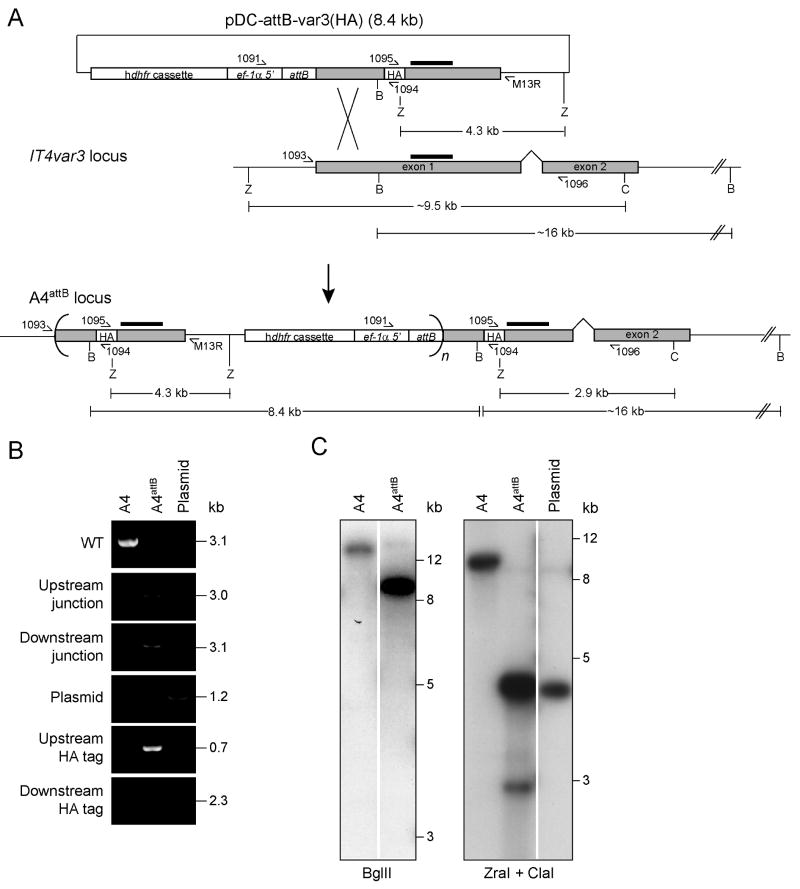 Fig. 1