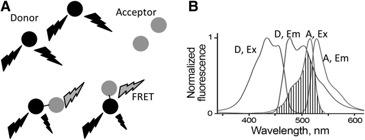 FIG. 2.