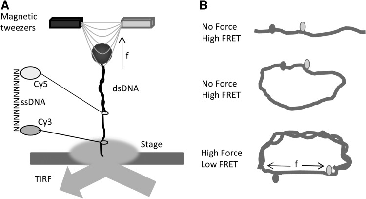 FIG. 5.