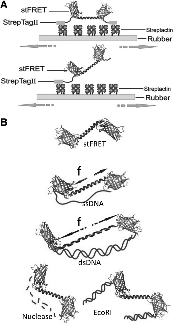 FIG. 6.