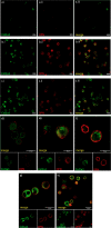 Figure 5