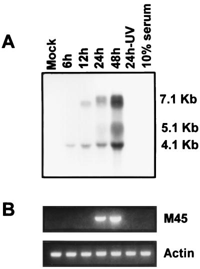 FIG. 7