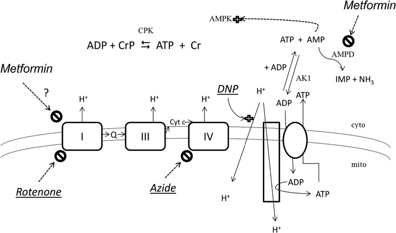 FIGURE 1.