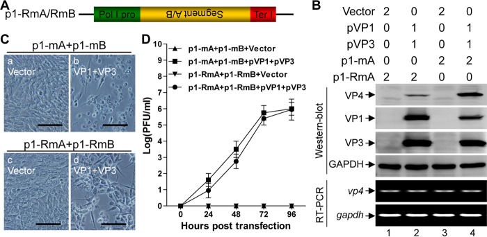 FIG 4