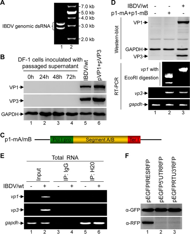 FIG 1