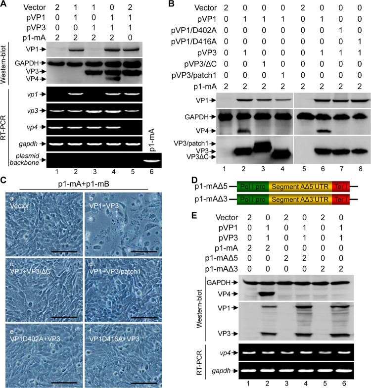 FIG 3