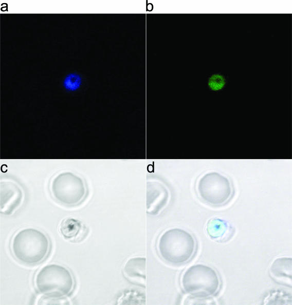 FIG. 5.