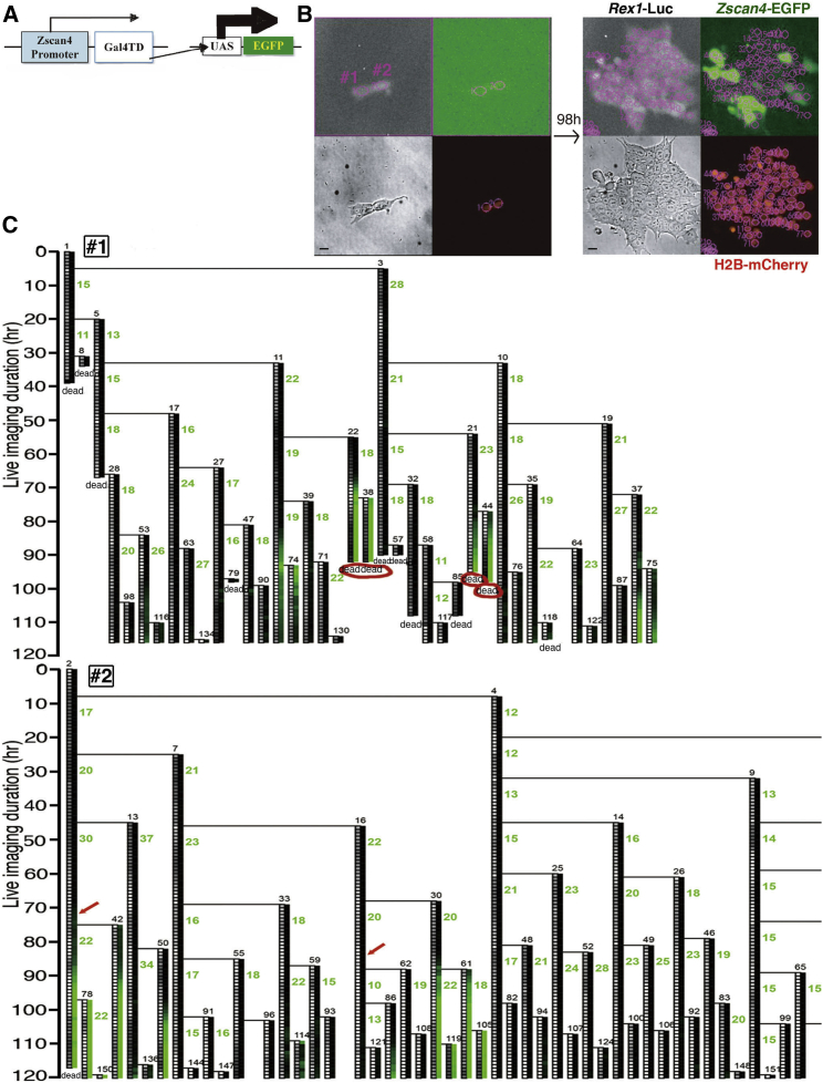 Figure 2