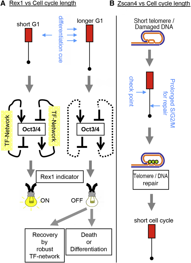 Figure 7