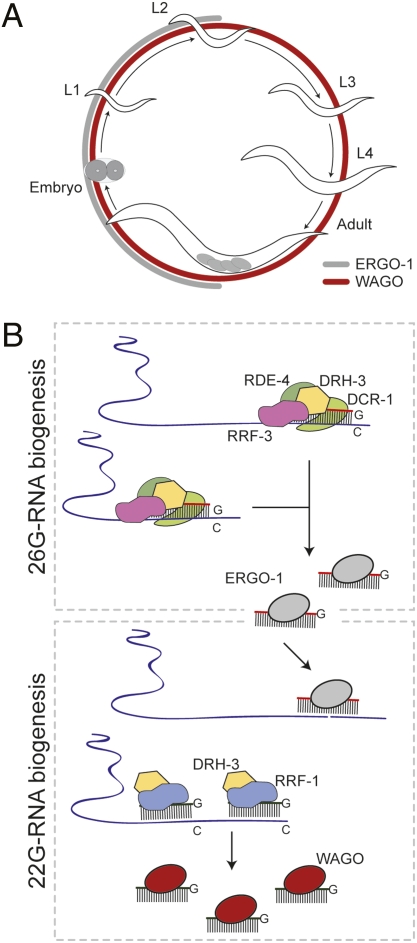 Fig. 6.