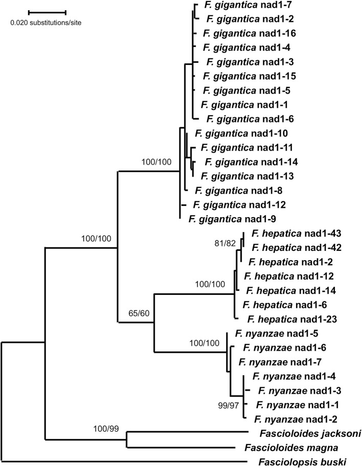 Figure 5