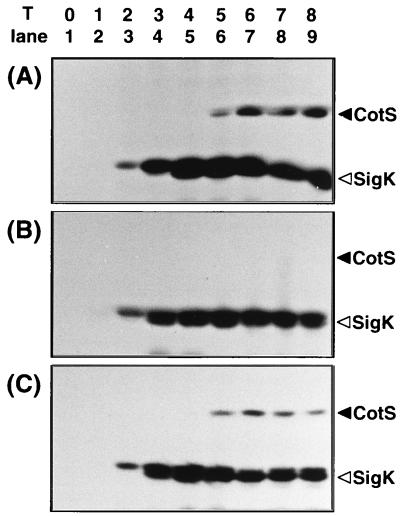 FIG. 7