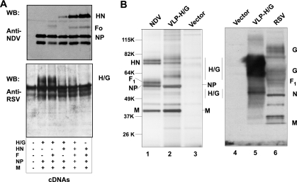 FIG. 2.