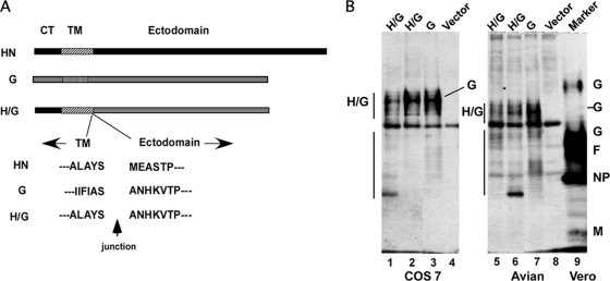 FIG. 1.