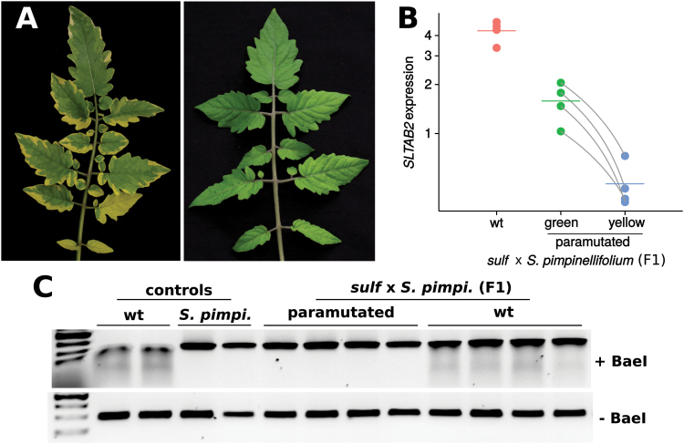 Fig. 2.