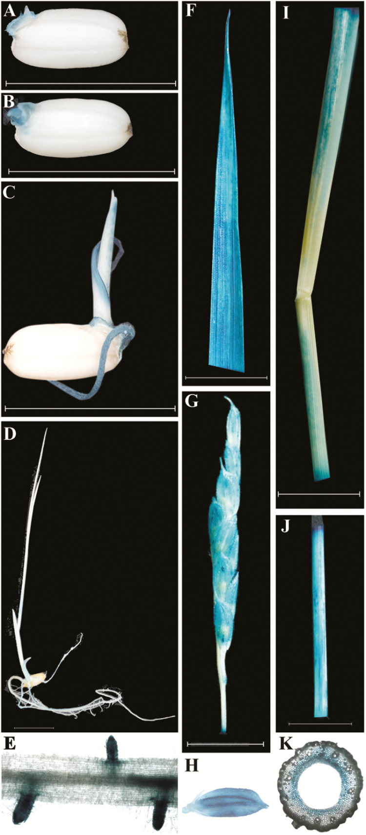 Fig. 5.