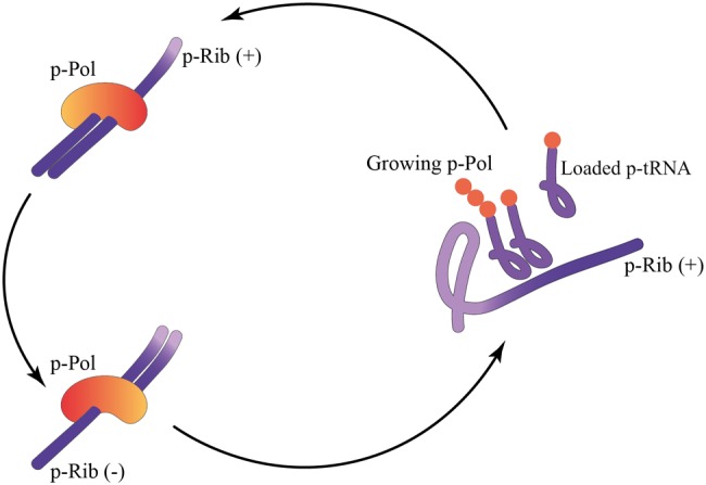 Fig. 6.