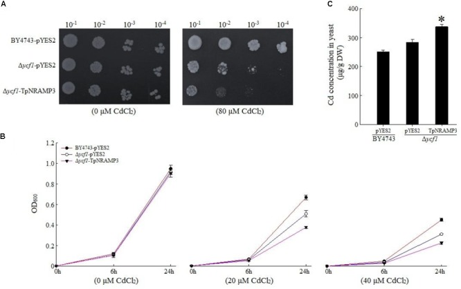 FIGURE 3