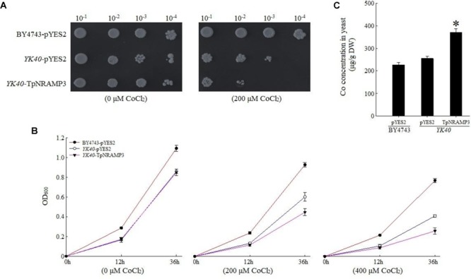 FIGURE 4