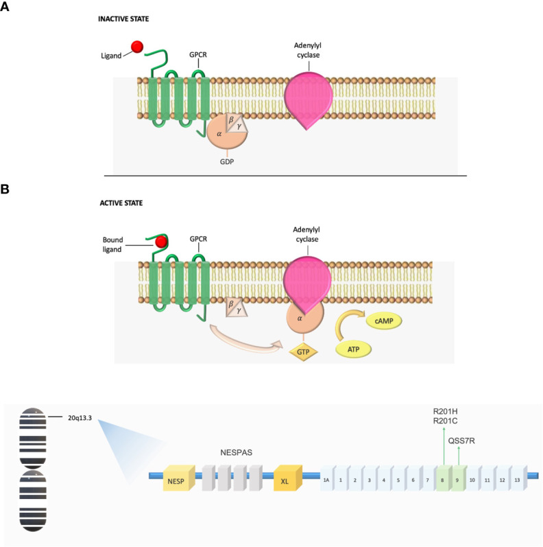 Figure 1