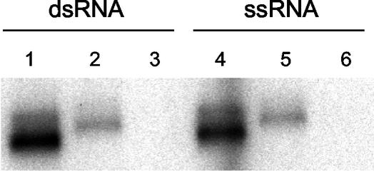 FIG. 5.