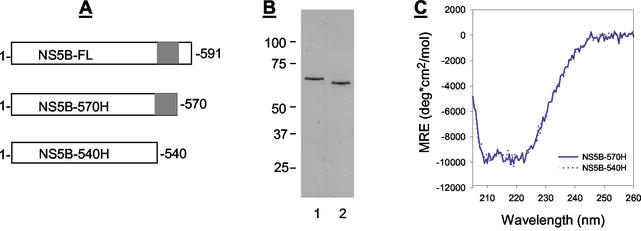 FIG. 1.