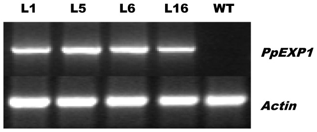 Figure 5