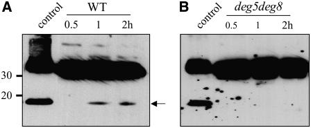 Figure 12.