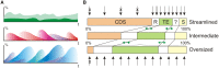 <sc>Fig</sc>. 1.