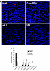 <b>Figure 6</b>