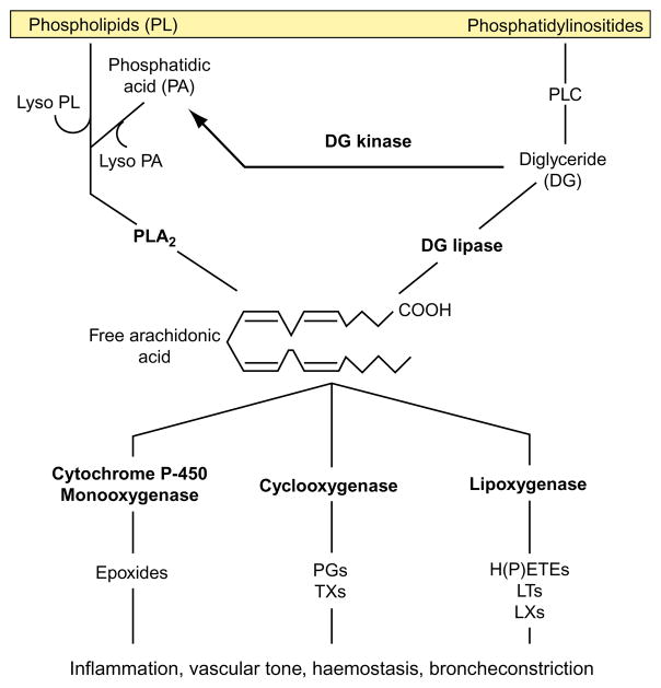 FIGURE 1.1