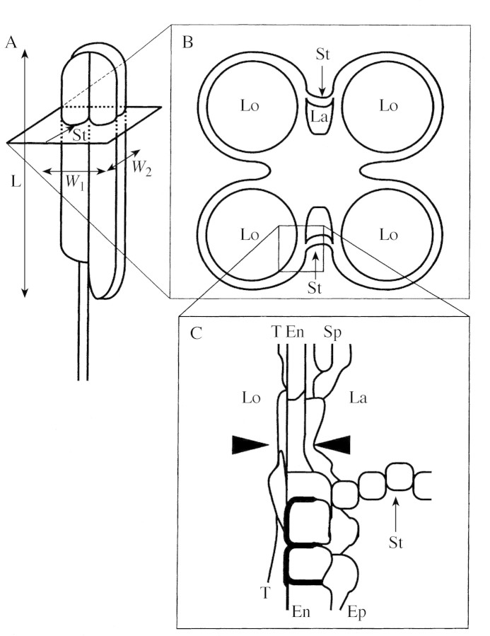 graphic file with name mcf112f1.jpg