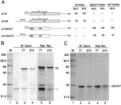 FIG. 1