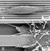 Fig. 12