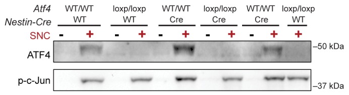 Figure 2—figure supplement 2.