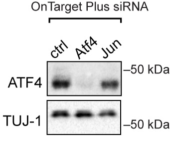 Figure 1—figure supplement 3.