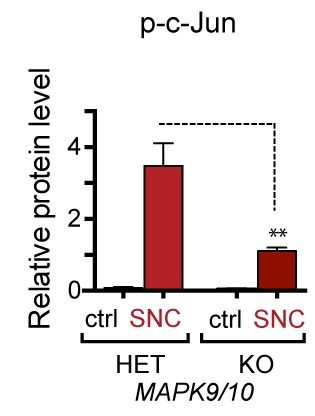 Figure 4—figure supplement 1.