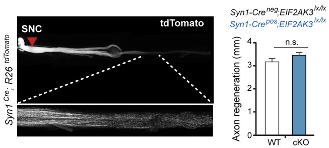 Figure 1—figure supplement 5.