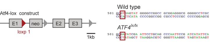 Figure 2—figure supplement 1.