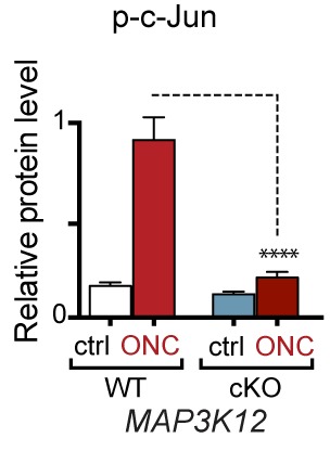 Figure 7—figure supplement 1.