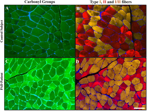 Fig. 3