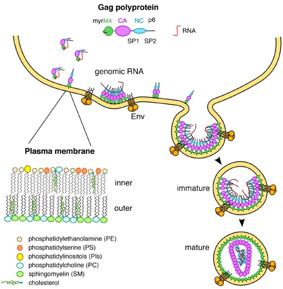 FIGURE 1