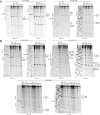 Figure 1—figure supplement 3.