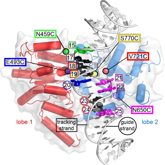 Figure 1—figure supplement 1.