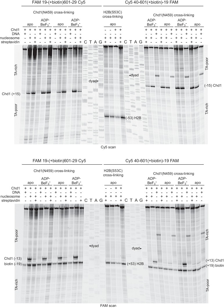 Figure 3—figure supplement 2.