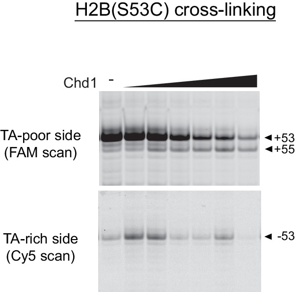 Figure 2—figure supplement 1.