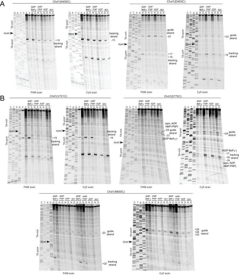 Figure 1—figure supplement 3.